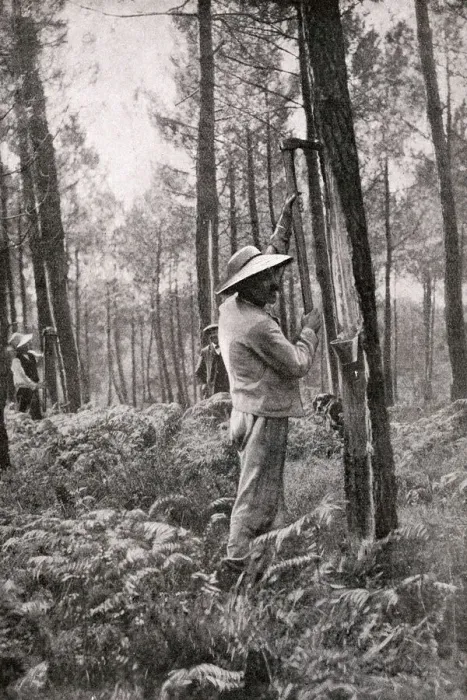Framed Print : Man collecting resin from pine woods, Gironde, SW France Framed Print : Man collecting resin from pine woods, Gironde, SW France