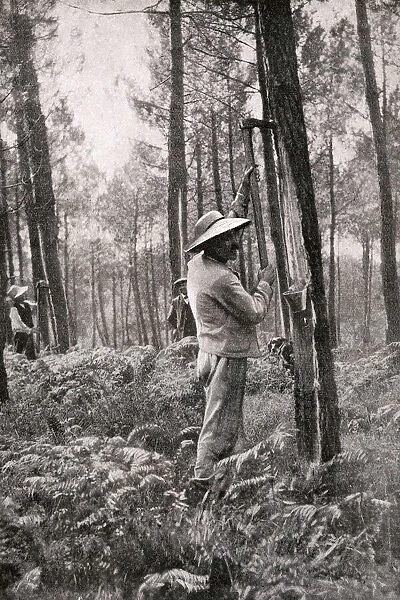 Man collecting resin from pine woods, Gironde, SW France
