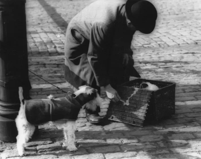 Framed Print : Man with dogs and basket Framed Print : Man with dogs and basket