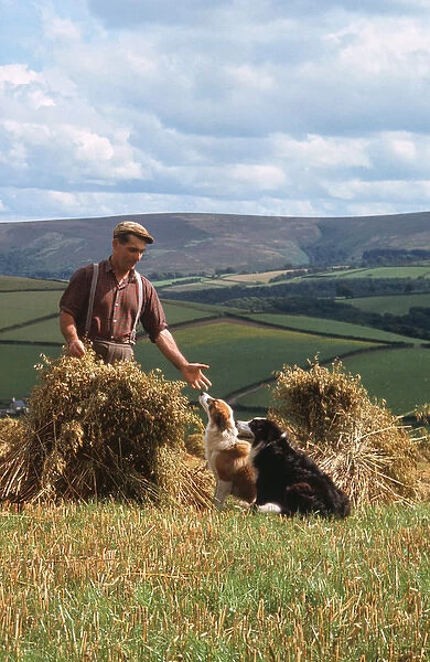 Man and dogs in cornfield, Countisbury, Somerset