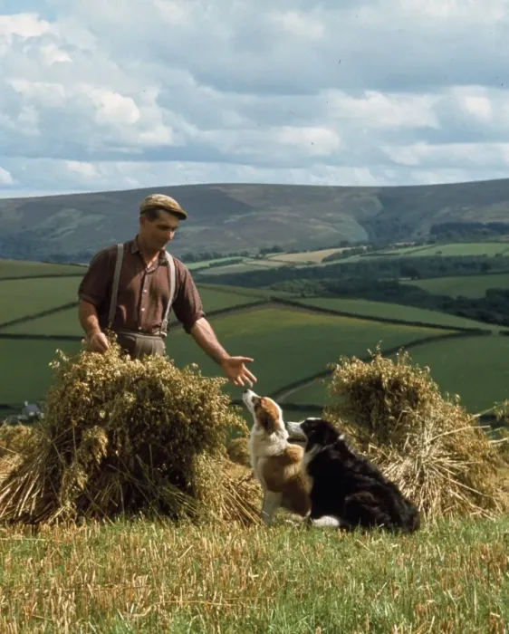 Framed Print : Man and dogs in cornfield, Countisbury, Somerset Framed Print : Man and dogs in cornfield, Countisbury, Somerset