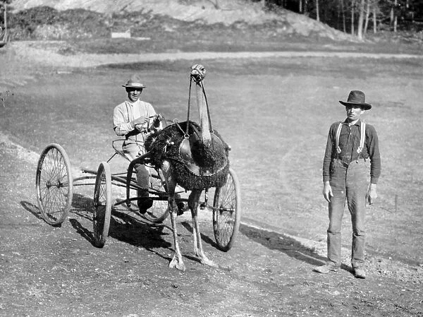 Man driving an Ostrich as a trotting horse in America