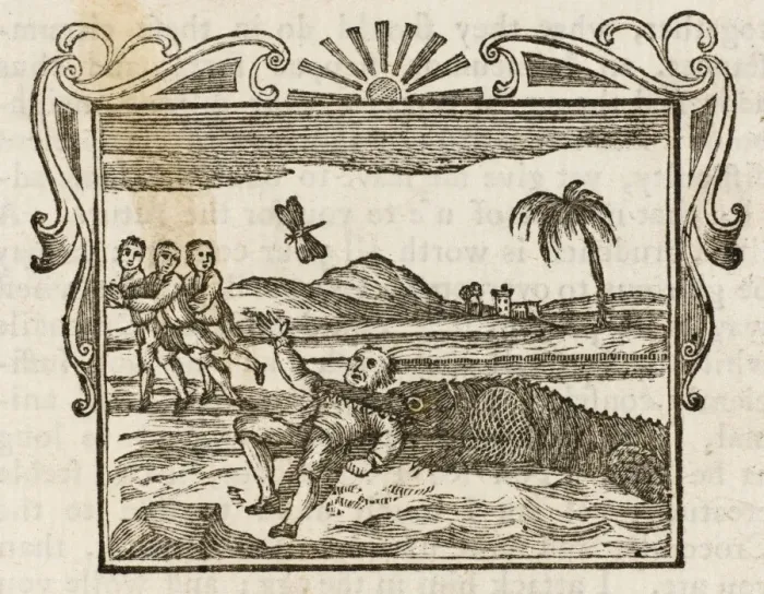 Framed Print : Man Eaten by Crocodile Framed Print : Man Eaten by Crocodile