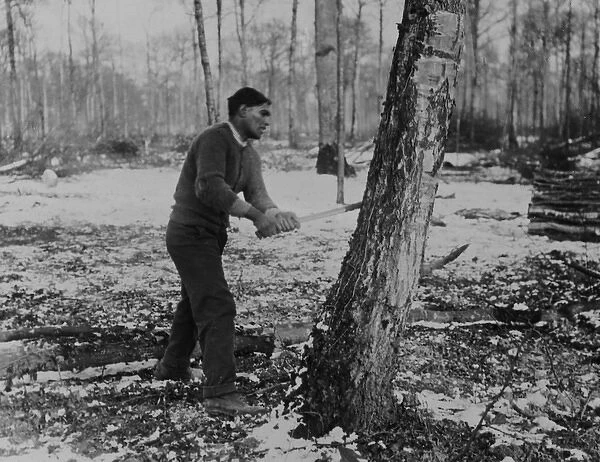 Man felling tree, forest lumber works, Western Front, WW1
