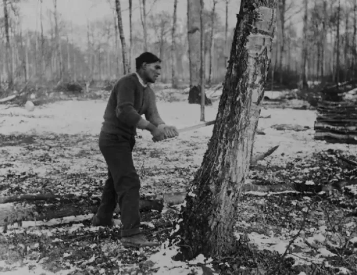 Framed Print : Man felling tree, forest lumber works, Western Front, WW1