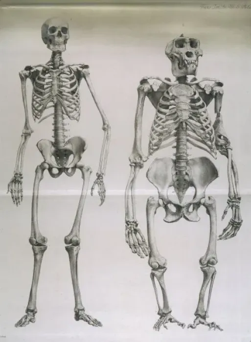 Framed Print : Man, Gorilla Skeletons Framed Print : Man, Gorilla Skeletons