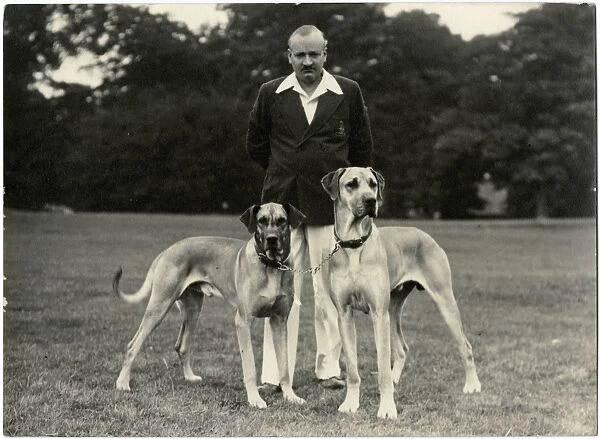 Man with two Great Dane dogs in a park