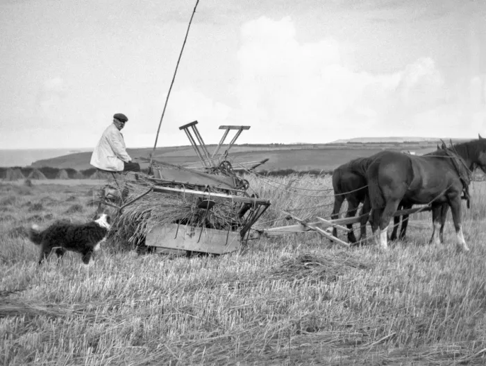 Framed Print : Man with a harvesting machine in a field Framed Print : Man with a harvesting machine in a field