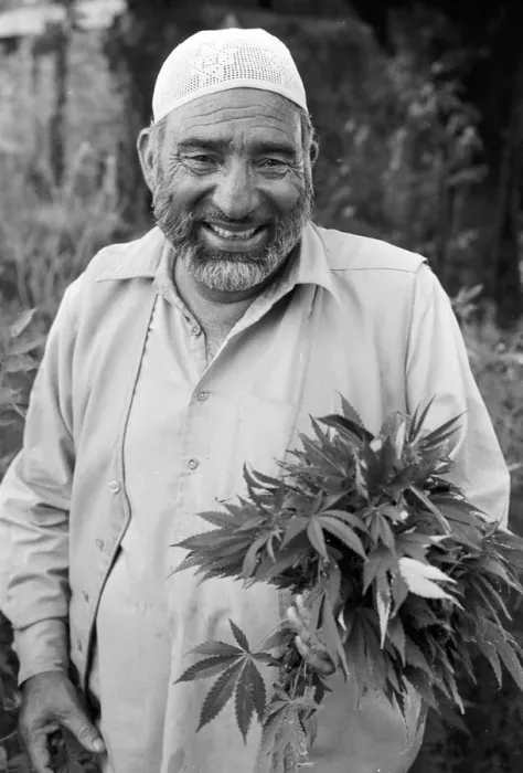 Framed Print : Man with marijuana Framed Print : Man with marijuana
