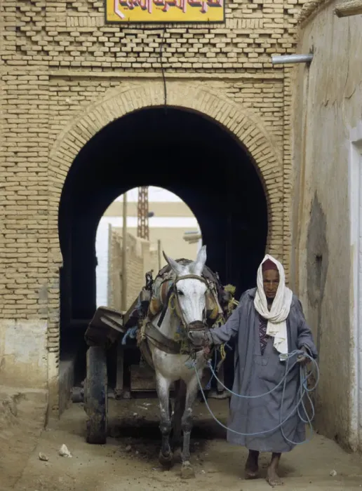 Framed Print : Man with mule cart, Neft, Tunisia Framed Print : Man with mule cart, Neft, Tunisia