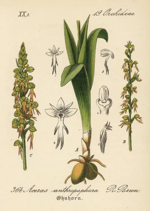 Framed Print : Man orchid, Orchis anthropophora Framed Print : Man orchid, Orchis anthropophora