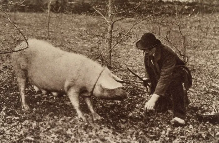 Framed Print : A man and his pig, looking for truffles. Date: circa 1900 Framed Print : A man and his pig, looking for truffles. Date: circa 1900