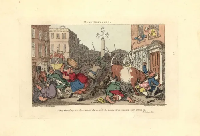 Framed Print : Man pinned to a door by the horns of an enraged ox Framed Print : Man pinned to a door by the horns of an enraged ox