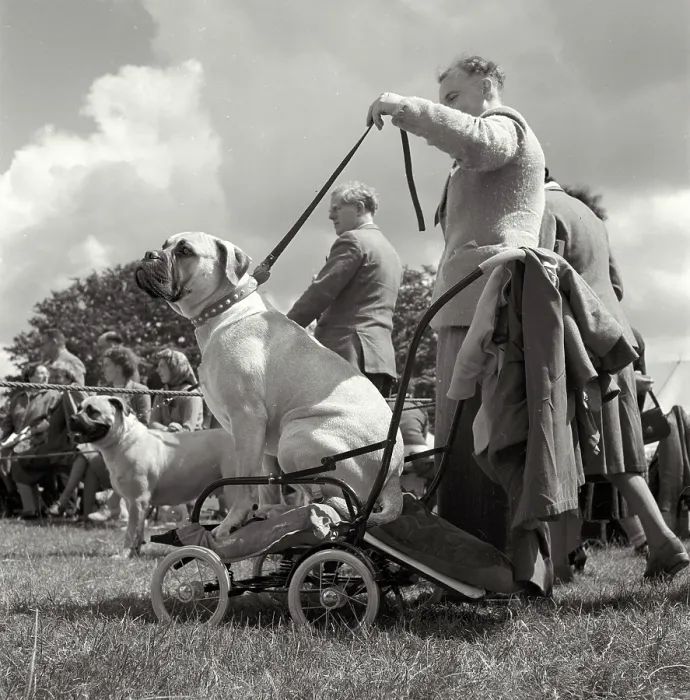 Framed Print : Man proudly showing his dog at show, attached with leash. Located outside - name on banner and competitor numbers is Carta Carna Date: early 1950s Framed Print : Man proudly showing his dog at show, attached with leash. Located outside - name on banner and competitor numbers is Carta Carna Date: early 1950s