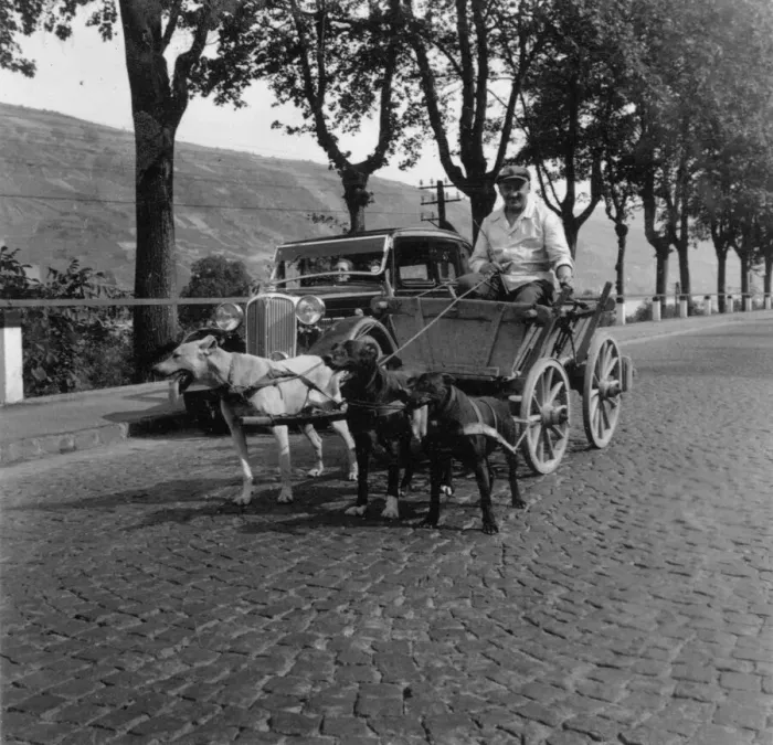Framed Print : Man riding in a cart pulled along by three dogs, Germany Framed Print : Man riding in a cart pulled along by three dogs, Germany