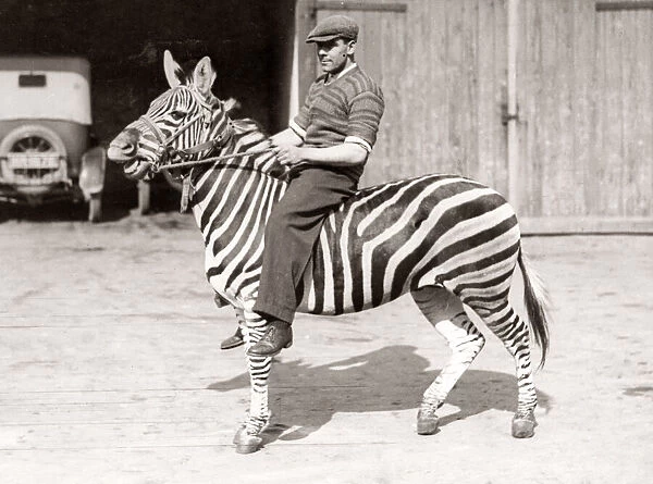 Man riding a zebra, Bostocks Royal Italian Circus