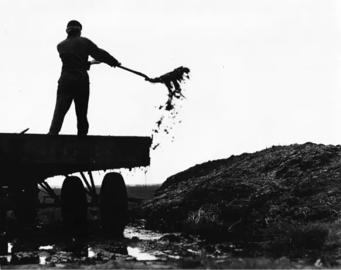 Framed Print : Man shovelling manure from the back of a lorry Framed Print : Man shovelling manure from the back of a lorry