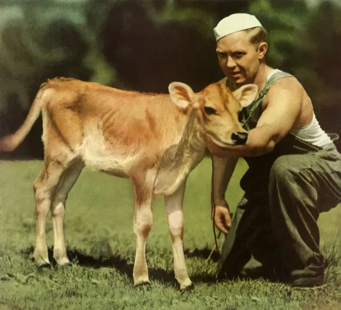 Framed Print : Man Tending a Calf Date: 1937 Framed Print : Man Tending a Calf Date: 1937