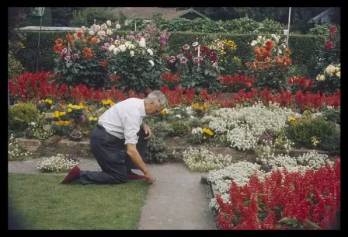 Framed Print : Man Tending Garden Framed Print : Man Tending Garden