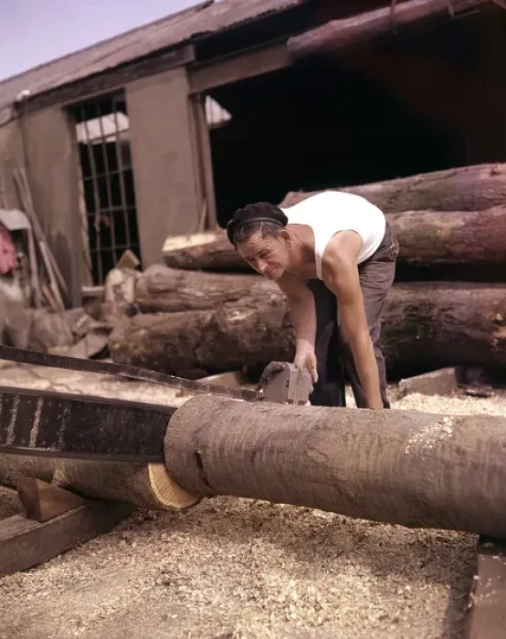 Framed Print : Man in timber yard, sawing tree trunk, Devon Framed Print : Man in timber yard, sawing tree trunk, Devon