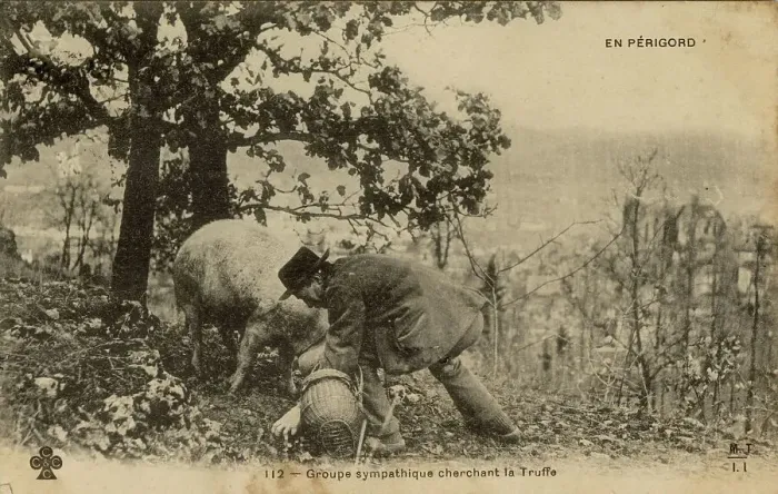 Framed Print : A man out truffle hunting with a pig in Perigord, France. Date: 1908 Framed Print : A man out truffle hunting with a pig in Perigord, France. Date: 1908