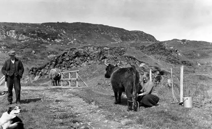 Framed Print : Man and woman with cattle, Scotland Framed Print : Man and woman with cattle, Scotland