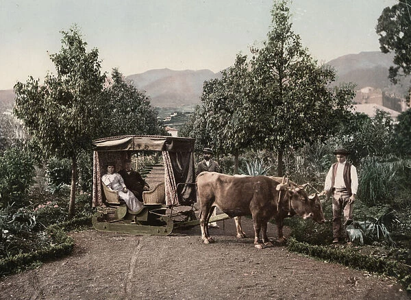 Man & woman in sledge drawn by bullocks  /  oxen, Madeira island