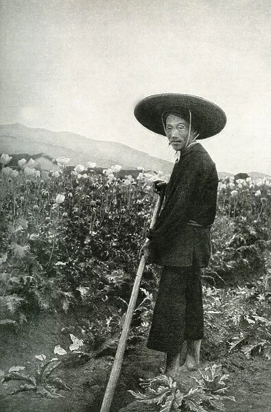 Man working in a field of white poppies, China, East Asia