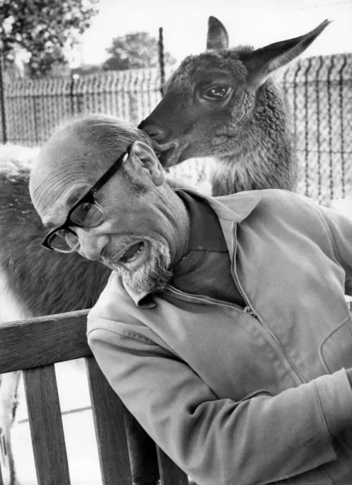 Framed Print : Man at a zoo receives unexpected attention Framed Print : Man at a zoo receives unexpected attention