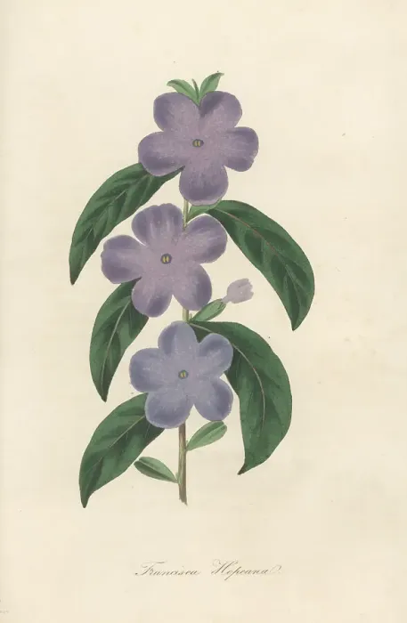 Framed Print : Manac, Brunfelsia uniflora Framed Print : Manac, Brunfelsia uniflora