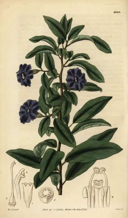 Framed Print : Manaca, Brunfelsia uniflora Framed Print : Manaca, Brunfelsia uniflora