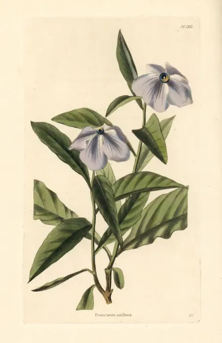 Framed Print : Manaca raintree, Brunfelsia uniflora Framed Print : Manaca raintree, Brunfelsia uniflora