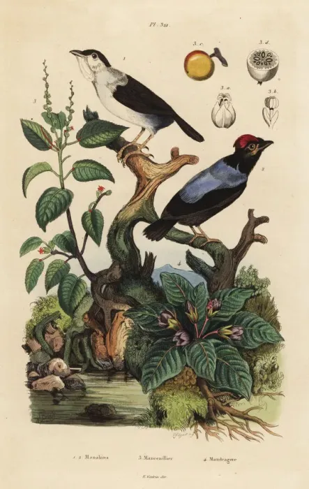 Framed Print : Manakins, manchineel tree and mandrake Framed Print : Manakins, manchineel tree and mandrake