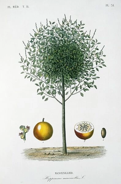 Mancenillier tree