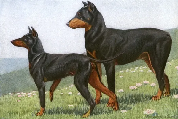 Manchester terrier vs doberman