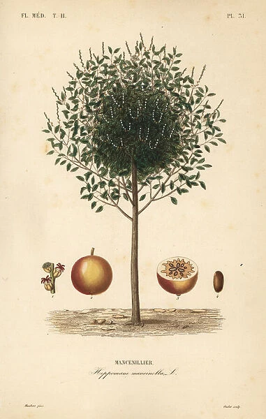 Manchineel tree, Hippomane mancinella