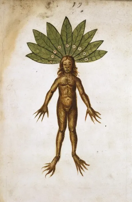 Framed Print : Mancragora officinarum, mandrake Framed Print : Mancragora officinarum, mandrake