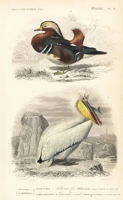Framed Print : Mandarin duck, Aix galericulata, and Dalmatian Framed Print : Mandarin duck, Aix galericulata, and Dalmatian