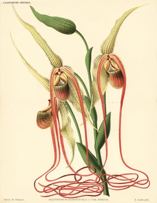 Framed Print : Mandarin orchid, Phragmipedium caudatum Framed Print : Mandarin orchid, Phragmipedium caudatum