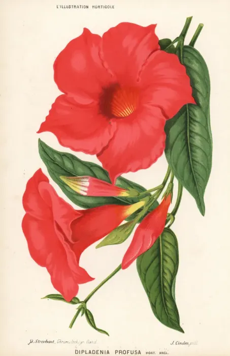 Framed Print : Mandevilla splendens Framed Print : Mandevilla splendens