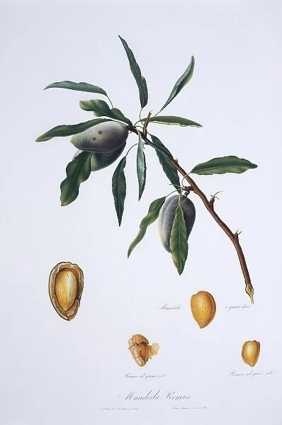 Mandorla premice, almond tree