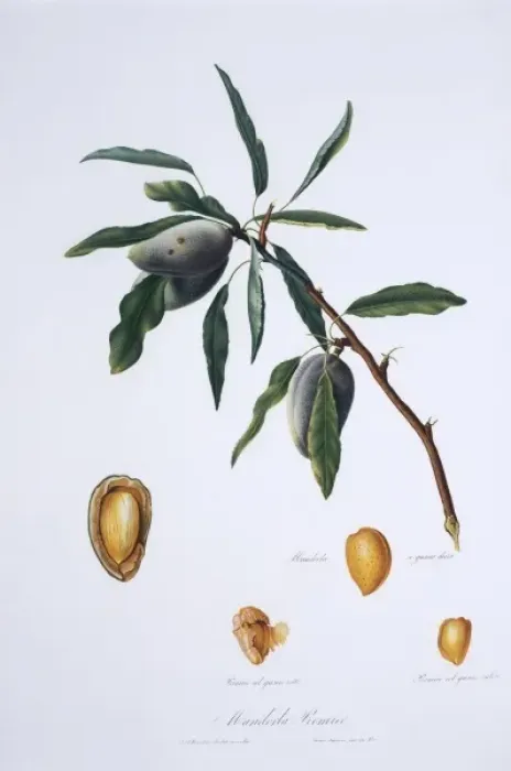Framed Print : Mandorla premice, almond tree Framed Print : Mandorla premice, almond tree