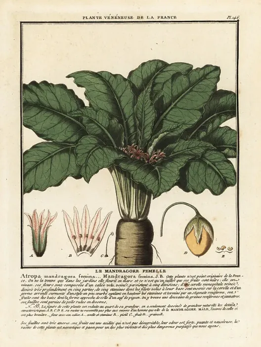Framed Print : Mandrake, Mandragora officinarum Framed Print : Mandrake, Mandragora officinarum