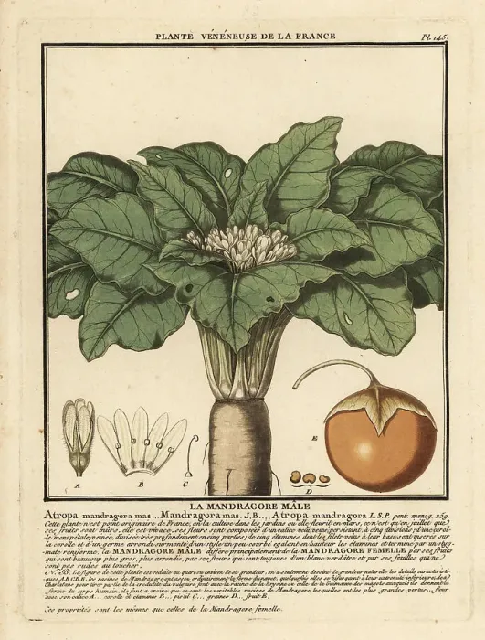 Framed Print : Mandrake, Mandragora officinarum Framed Print : Mandrake, Mandragora officinarum