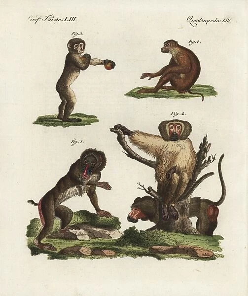 Mandrill, baboon, Barbary macaque and southern