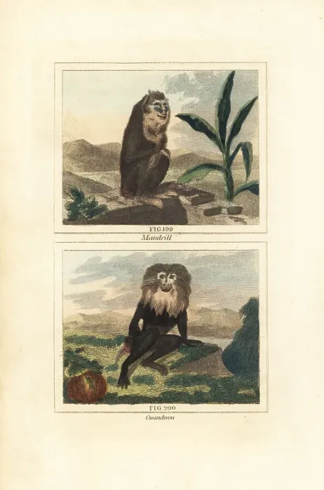 Framed Print : Mandrill and endangered wanderoo Framed Print : Mandrill and endangered wanderoo