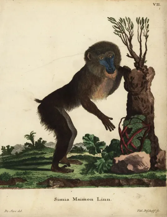 Framed Print : Mandrill male, Mandrillus sphinx. Vulnerable Framed Print : Mandrill male, Mandrillus sphinx. Vulnerable