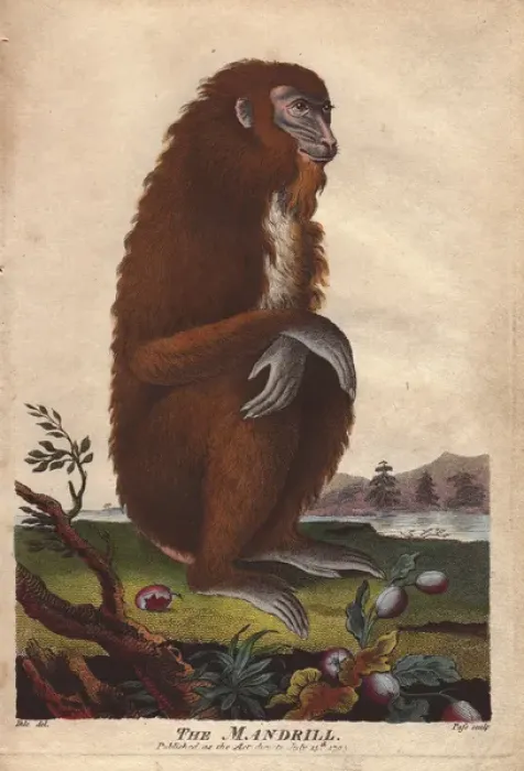 Framed Print : Mandrill, Mandrillus sphinx Framed Print : Mandrill, Mandrillus sphinx