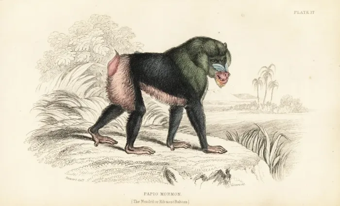 Framed Print : Mandrill, Mandrillus sphinx Framed Print : Mandrill, Mandrillus sphinx