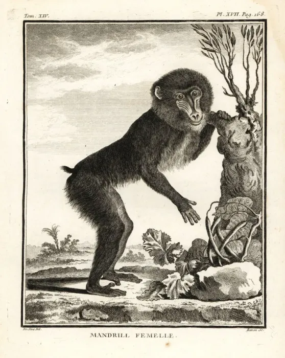 Framed Print : Mandrill, Mandrillus sphinx. Female Framed Print : Mandrill, Mandrillus sphinx. Female